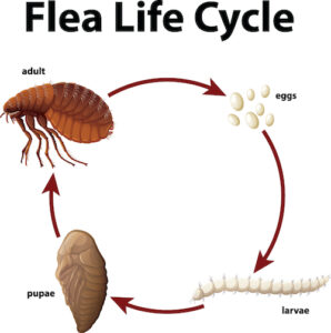 Flea Bites Frequently Asked Questions